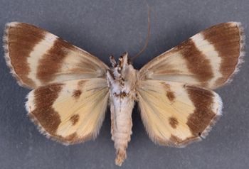 Media type: image;   Entomology 35061 Aspect: habitus ventral view